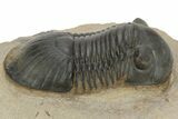 Detailed Paralejurus Trilobite - Atchana, Morocco #227807-1